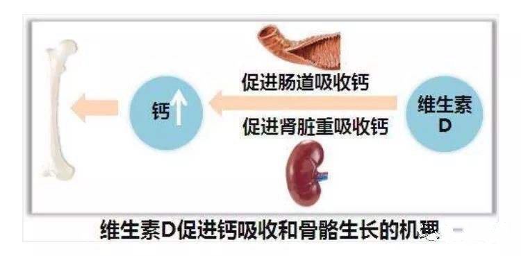 过量饮茶对钙吸收的影响：科学解析与实际案例探讨