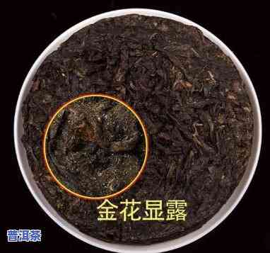 普洱茶金花发酵后口感变化大，喝与不喝如何取舍？