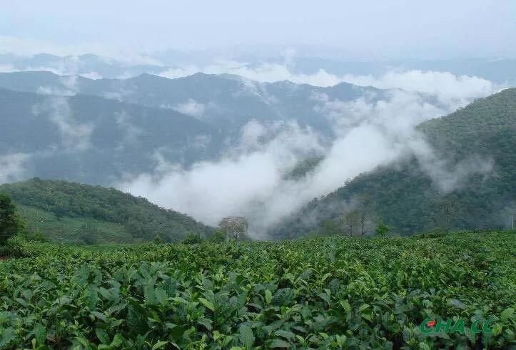 云南丹山普洱茶产地：揭秘普洱茶的故乡