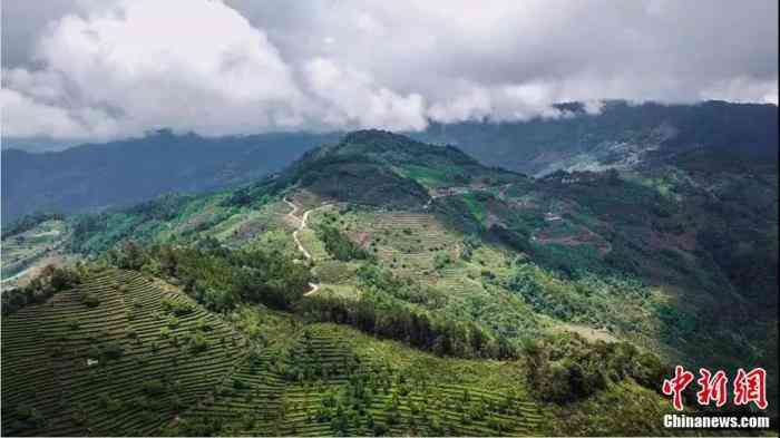 云南丹山普洱茶产地：揭秘普洱茶的故乡