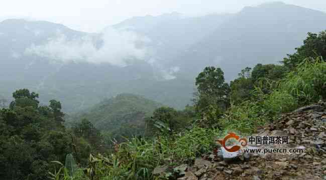 云南丹山普洱茶产地：揭秘普洱茶的故乡