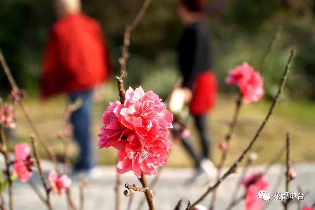 家湾宜红1849一品红价格，家湾宜红茶怎么样，宜都家湾宜红茶价格