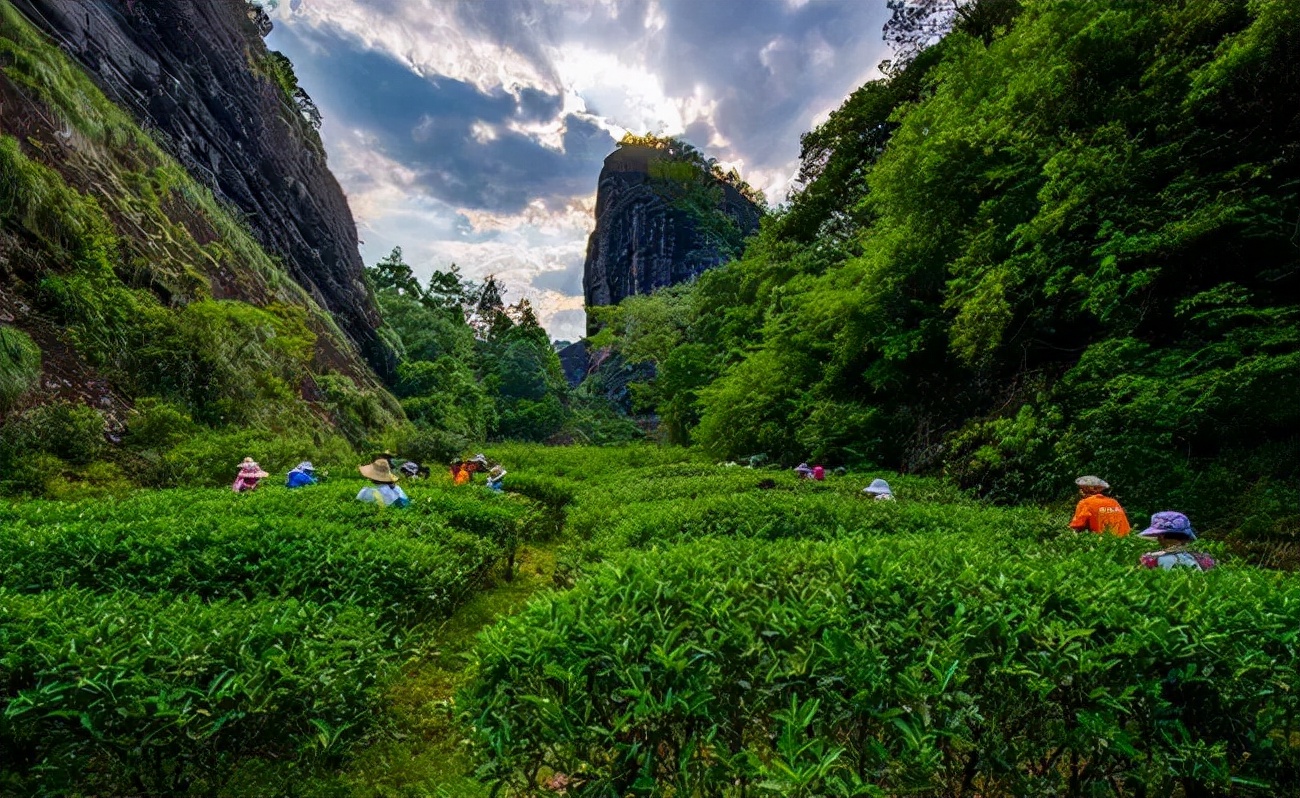 红茶的三大类别：了解各种类型及其特点，帮助您选择最适合的红茶