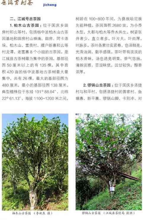 古树普洱茶新产区品种及：产地全解析