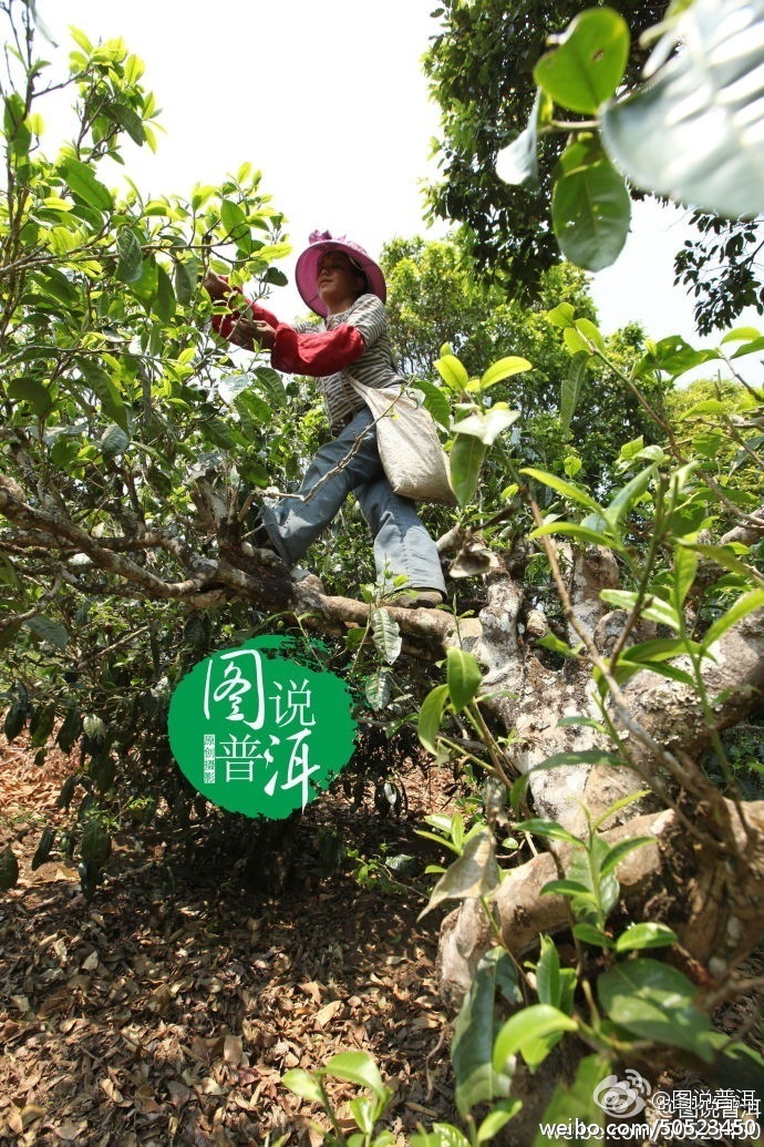 探究雨林老班章茶的价格，了解其背后的品质与历