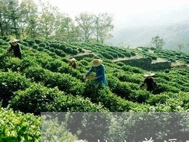 巴达山普洱茶的醇厚口感与独特风味特征分析