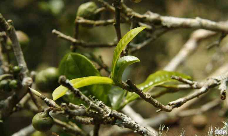 雀普洱茶的由来与传说：探究其历和意义