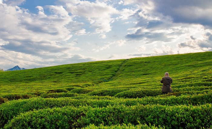 冰岛：探寻茶文化之旅与茶园美景的完美结合