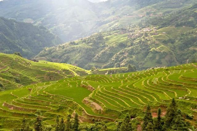 云南高山木饼茶价格-云南高山木饼茶价格中国云南景谷精致茶厂出品