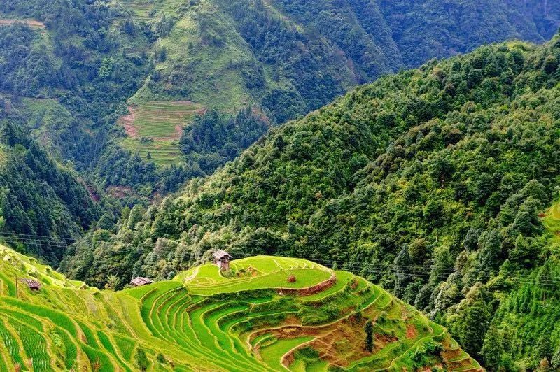 云南高山木饼茶价格-云南高山木饼茶价格中国云南景谷精致茶厂出品