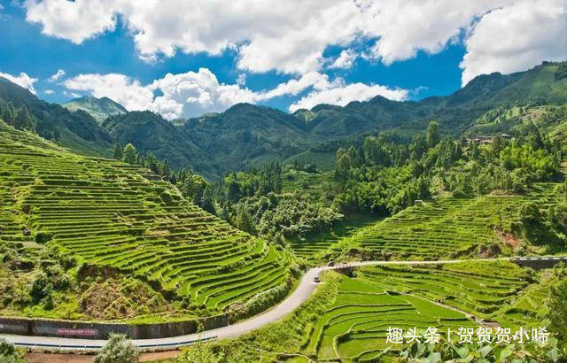 云南高山木饼茶价格-云南高山木饼茶价格中国云南景谷精致茶厂出品