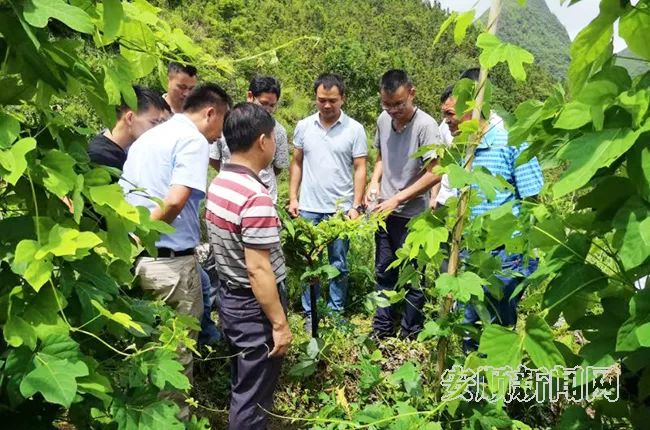 安顺茶叶场：一站式茶叶采购与供应平台，解决您的茶叶需求