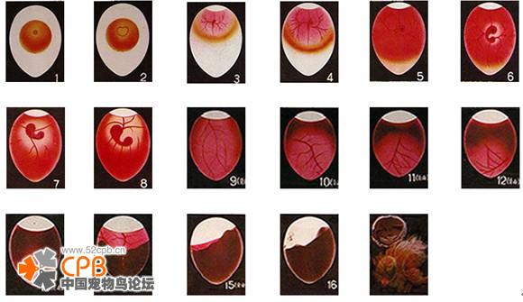 适合截面鸽子蛋的水种选择与比较