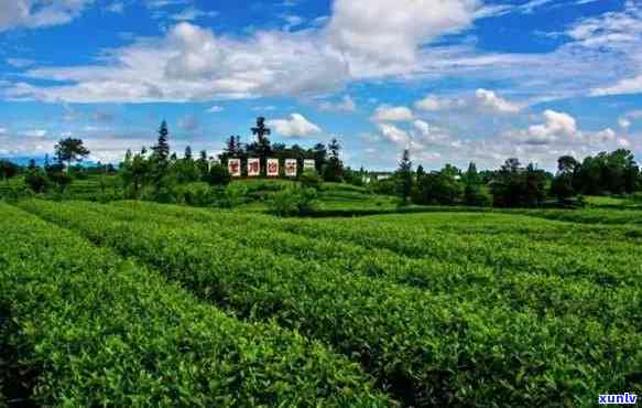 雅安市名山茶叶场