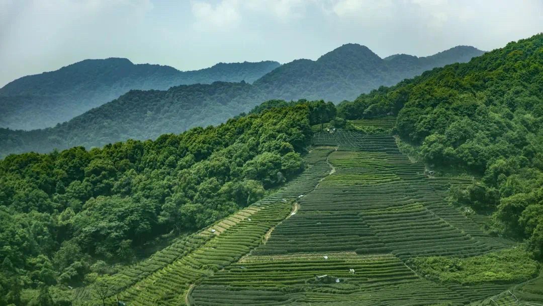 雅安市名山茶叶场