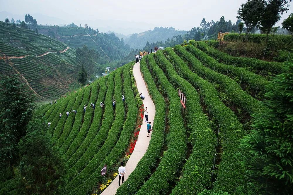 雅安市名山茶叶场