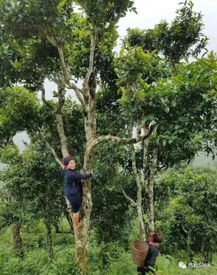 老挝古树普洱茶价格、品质与口感全面解析，助您轻松选购合适的茶叶