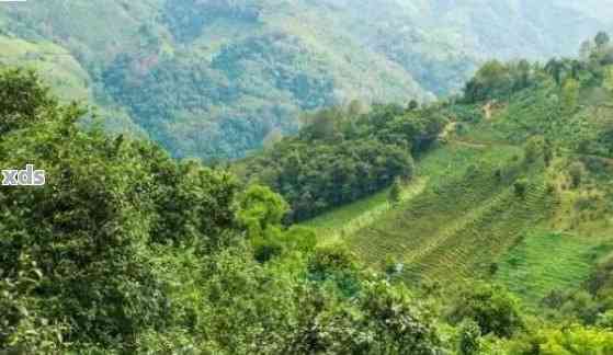 探索普洱茶布朗茶山：地理特征、种植工艺与品质特点的全面解析