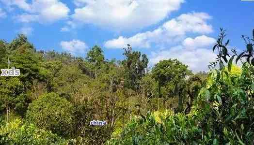 探究普洱茶布朗茶山的独特魅力：产地、工艺与口感的完美融合