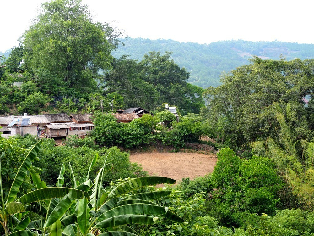 普洱茶布朗茶山的特点