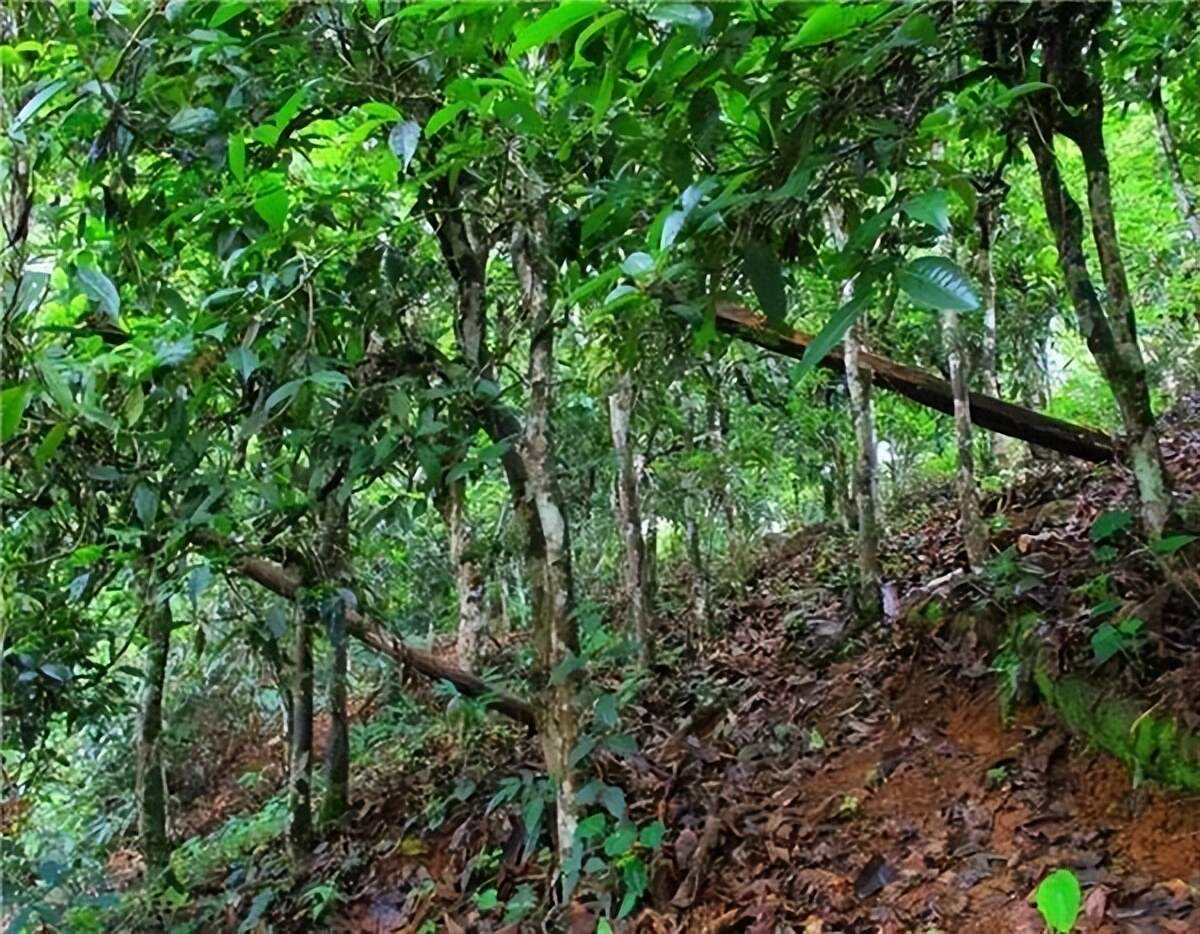 普洱茶布朗茶山的特点