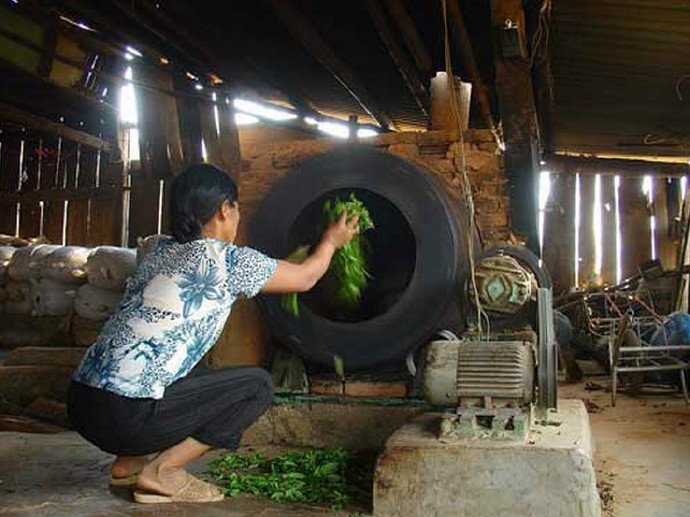 普洱茶的独特魅力：炒茶的可能性及其对茶叶口感的影响