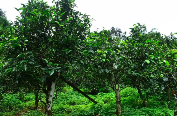 普洱茶可以采摘几茶叶：普洱茶的采摘时间和树龄