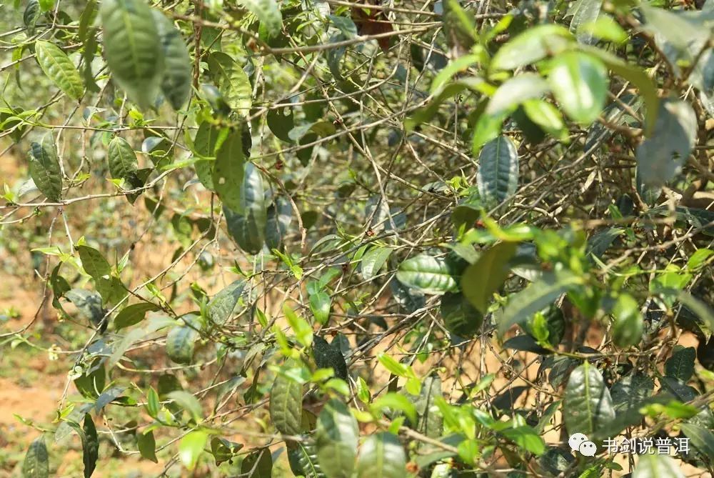 普洱茶可以采摘几茶叶：普洱茶的采摘时间和树龄