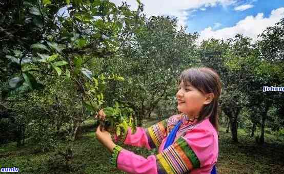 普洱茶采摘节探讨：何时才能品尝到最美味的普洱茶？