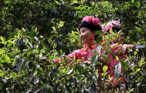 普洱茶采摘节探讨：何时才能品尝到最美味的普洱茶？