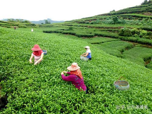 普洱茶采摘节探讨：何时才能品尝到最美味的普洱茶？