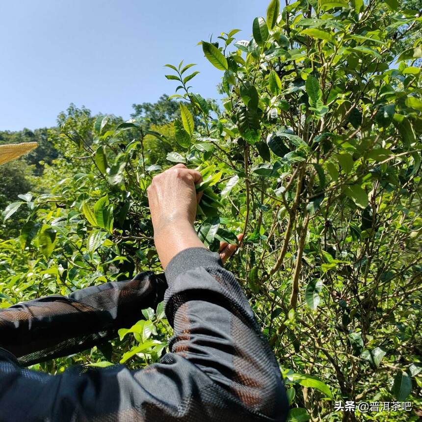 普洱茶可以采摘几