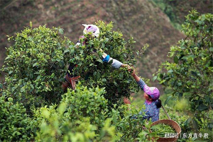 普洱茶可以采摘几