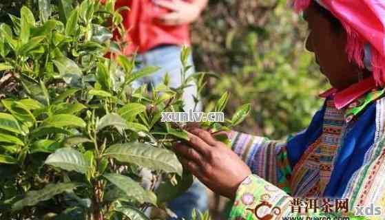 普洱茶可以采摘几