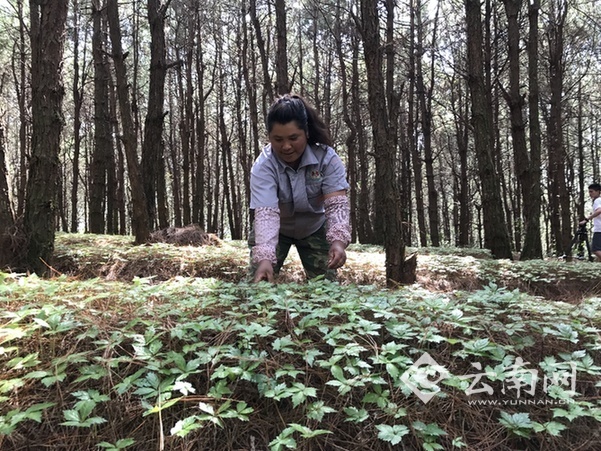 三七花与熟普洱的独特搭配：一款有益身心的养生饮品制作方法