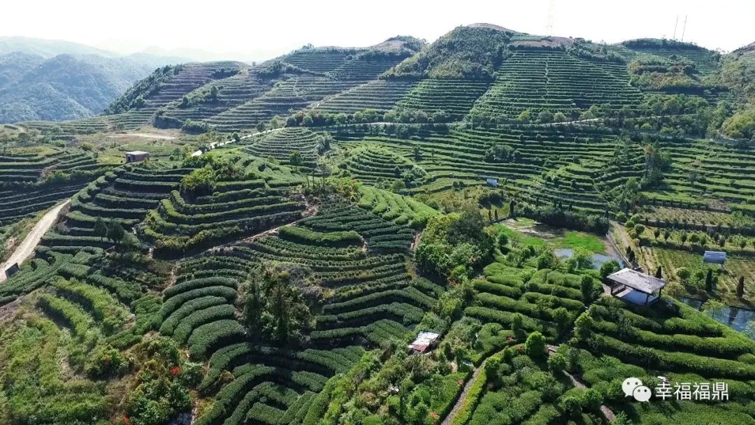 全面指南：如何妥善保存和挑选饼状茶叶，以确保其品质和风味