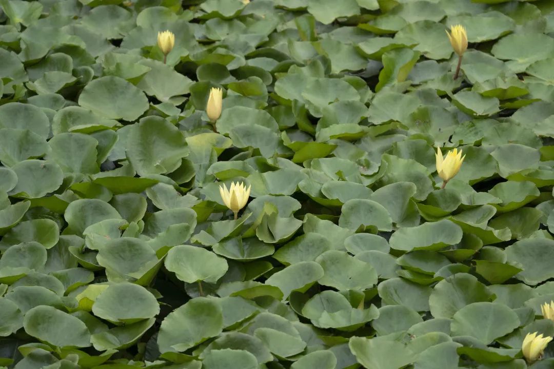 普洱茶沐浴的健益处：一种全新的清洁与缓体验