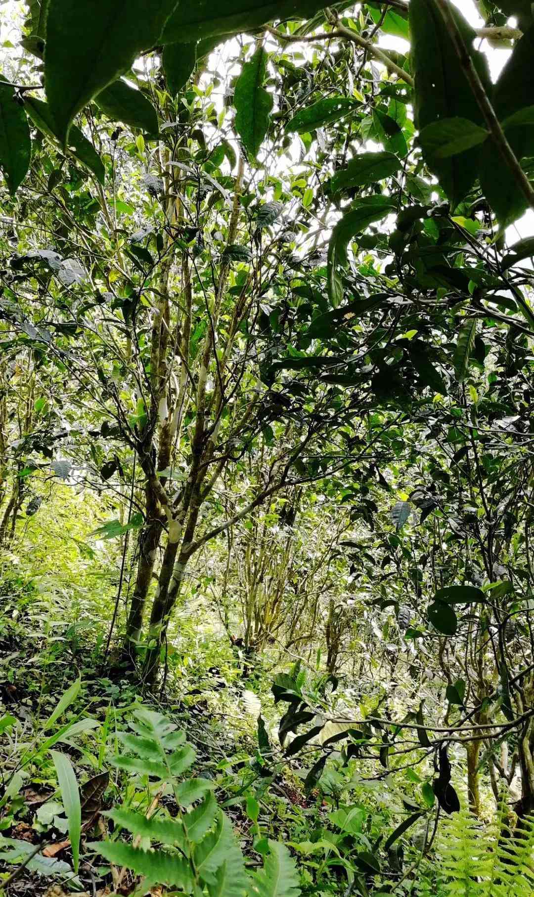 刮风寨普洱茶树龄全方位解析：从古树到新生代，了解各类普洱茶的特色与品质