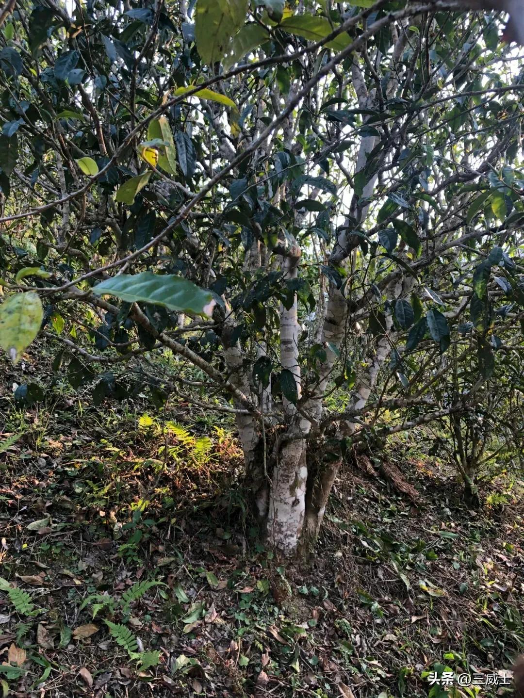 刮风寨熟普特点：生普洱茶价格与树龄分类