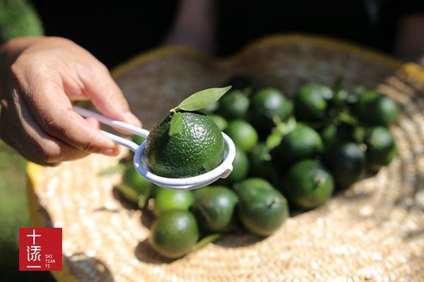 痛风能喝小青柑普洱茶马