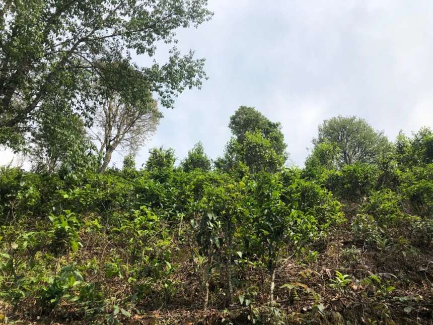 贵港土环境是否适宜种植普洱茶：实地考察与分析