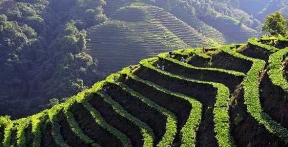 贵港土环境是否适宜种植普洱茶：实地考察与分析