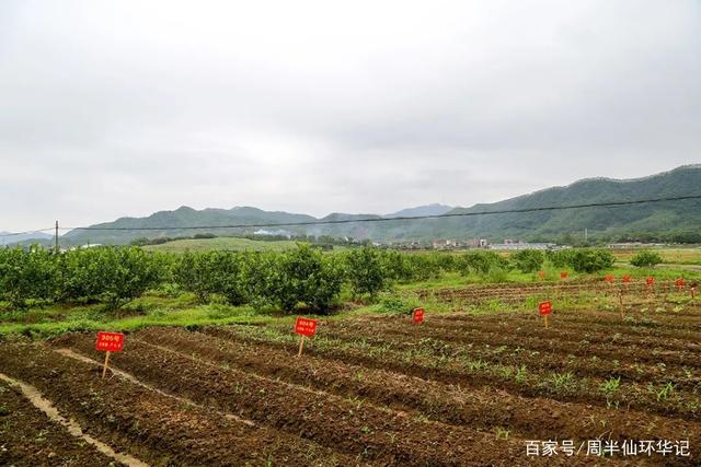 广西贵港市种植适宜性分析：哪些作物最适合在该地区生长？