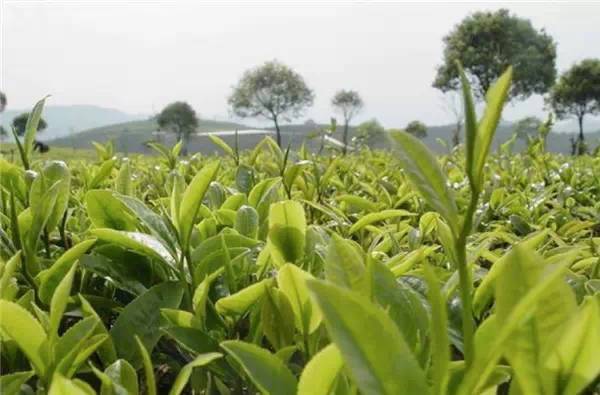 贵港适合种植普洱茶吗