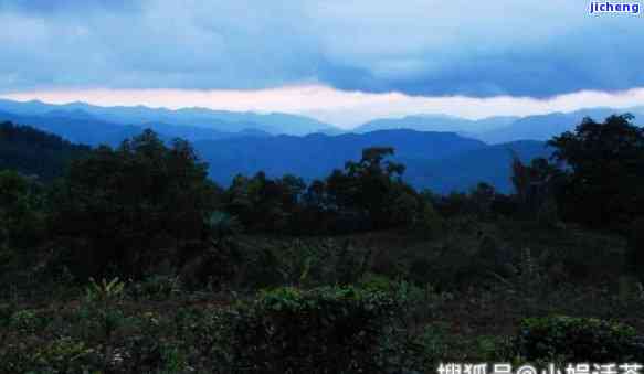 中国普洱茶之乡：探索云南古六大茶山的魅力与传承