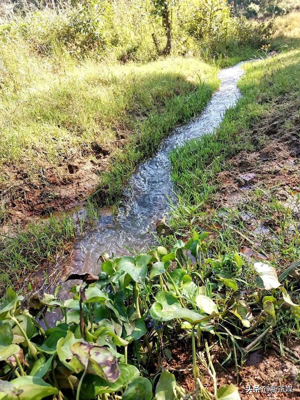 中国普洱茶之一县勐海位于云南省，是傣语的地方名