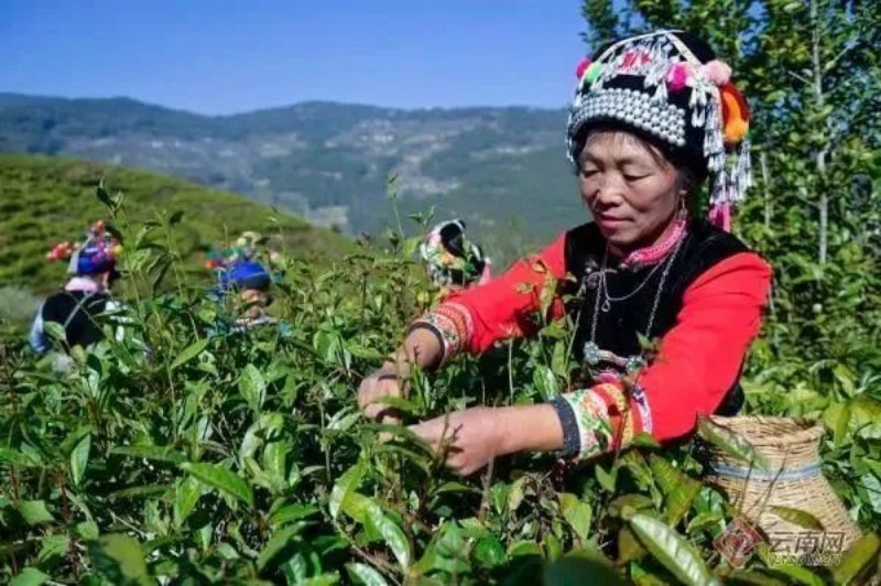 云南普洱茶的瑰宝：探寻中国普洱茶之乡的文化与历