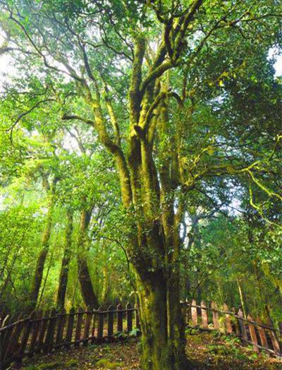 普洱茶的故乡：地理位置、特色品种及其文化背景全面解析