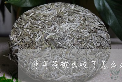 普洱茶存防虫技巧：如何有效避免虫咬？