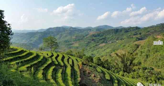 江城牛洛河普洱茶特征